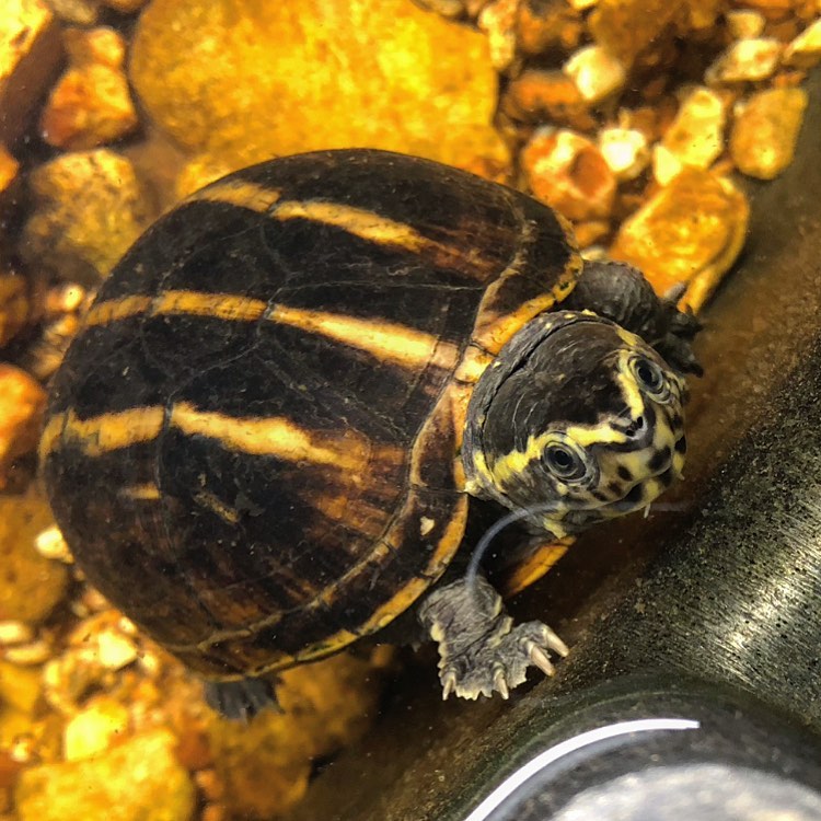 宠物龟腐皮了怎么办?一起认识乌龟腐皮的原因和治疗