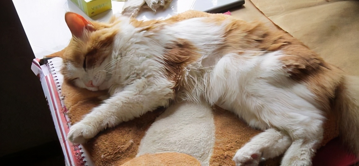 猫咪呕吐处理攻略,猫咪常见的呕吐原因及治疗方法