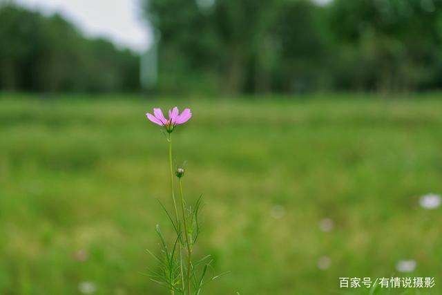 24-105镜头对比测试,怎样选相机镜头