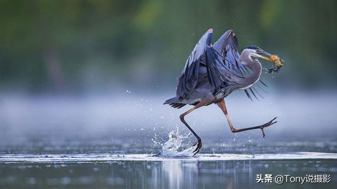 深度揭秘拍摄鸟类,如何拍鸟这些鸟类摄影技巧要学会