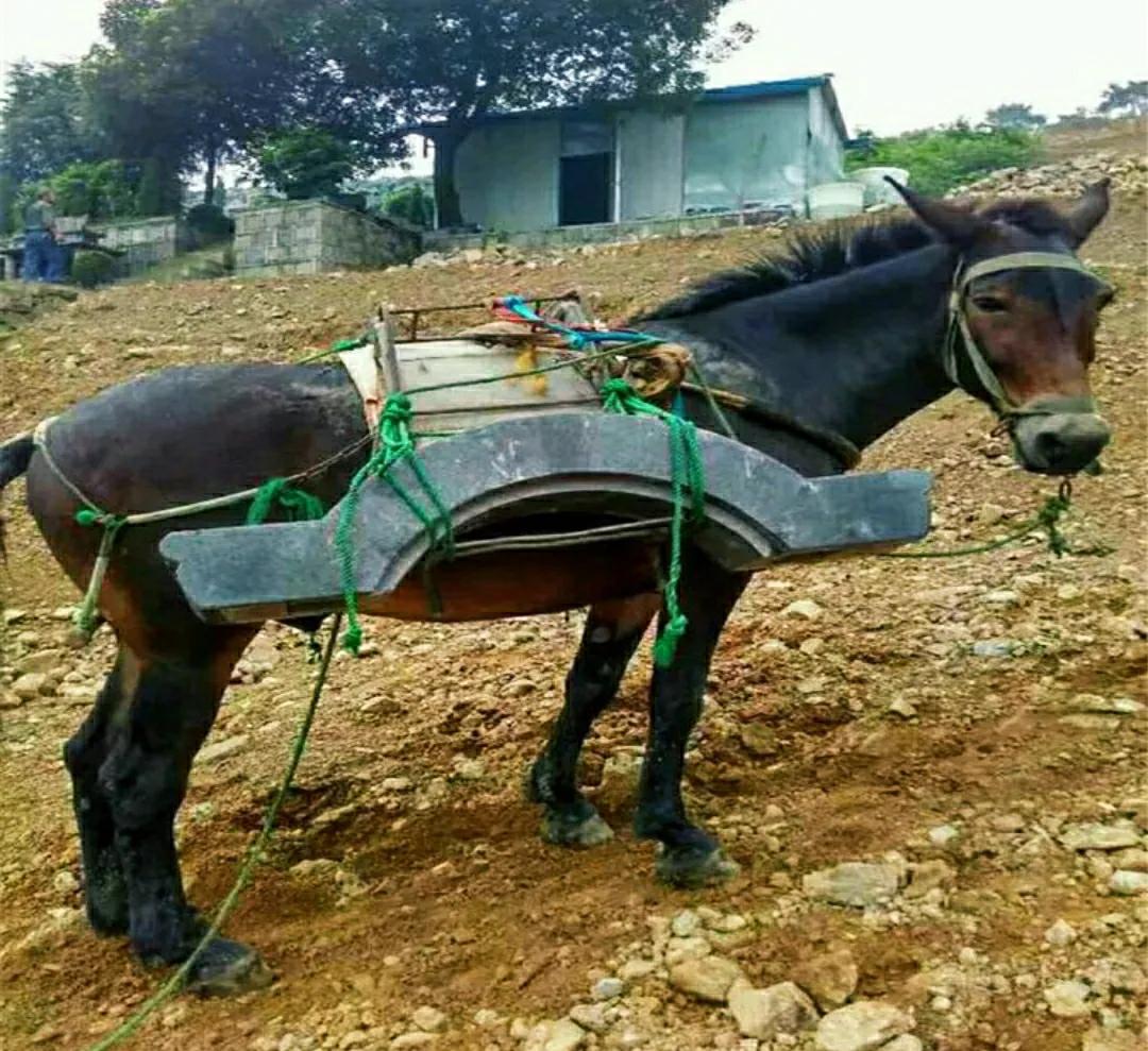 驴和骡子有生殖隔离吗,马和驴有生殖隔离吗