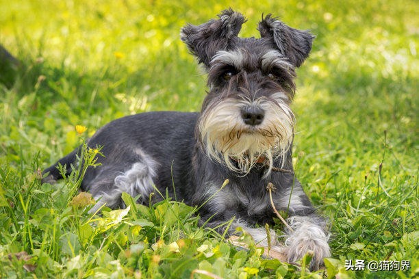 如何选择品相甜美的雪纳瑞,什么样的雪纳瑞品相最好