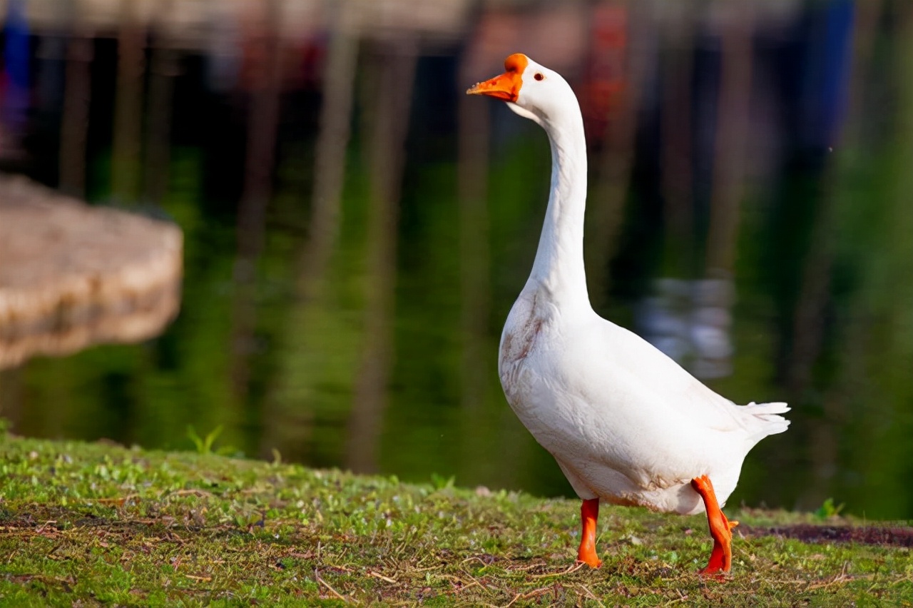 蛇为什么怕鹅主要原因是什么,蛇为什么畏惧大白鹅
