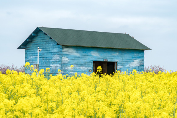 踏春赏花拍美景,踏春赏花逛湖
