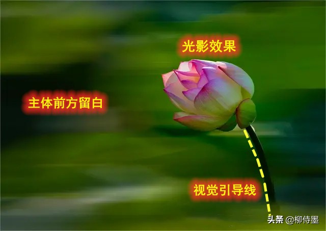 荷花怎么拍出高级感的照片航拍,荷花怎么拍出高级感的照片