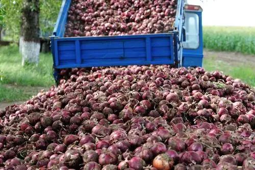 洋葱高产种植技术专家讲座视频,洋葱种植技术与管理专业