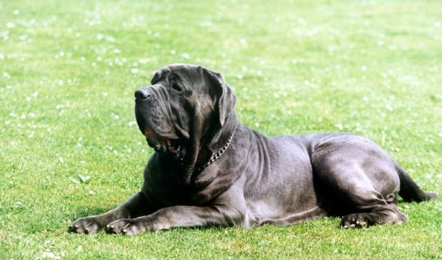 狗妈妈5天产下31只狗崽创世界纪录,世界狗狗生崽的吉尼斯纪录