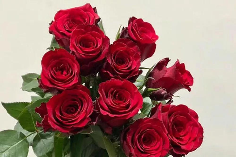 花店常用玫瑰花品种大全,一篇文章带你认识三亚40种花