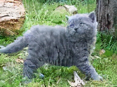 长着胡子的猫咪什么品种,有胡子的猫咪是哪种猫