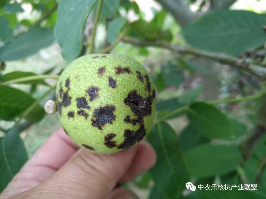 核桃黑斑病是真菌还是细菌,核桃黑斑病用什么杀菌剂最好