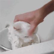 猫咪特别怕水是不是就不能洗澡,不怕洗澡的猫咪