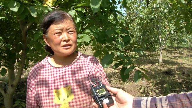 邯郸白露,涉县白露打核桃视频