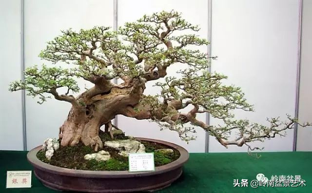 榆树盆景何时修剪最好,盆景怎样修剪最好看