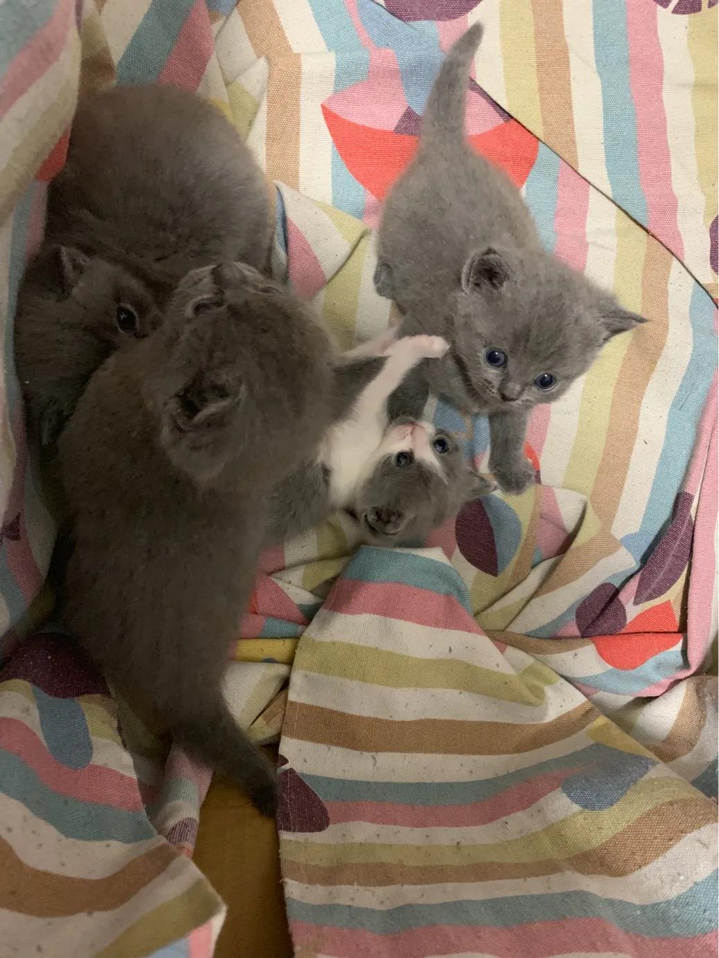 养一只英短蓝猫需要花多少钱,养猫咪的基础知识2个月蓝猫