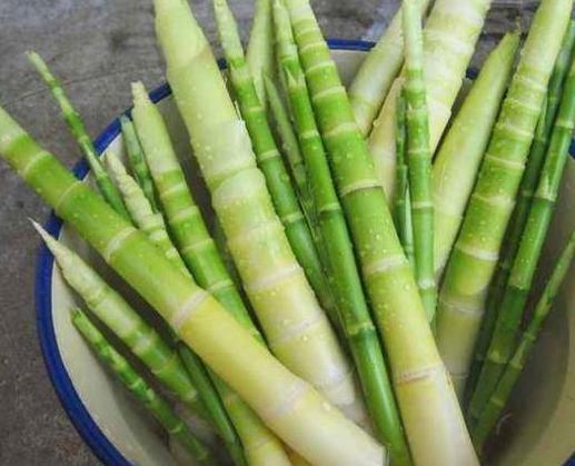 藏在竹林里的4种美食，我确信你只知道竹笋，全吃过是正宗南方人