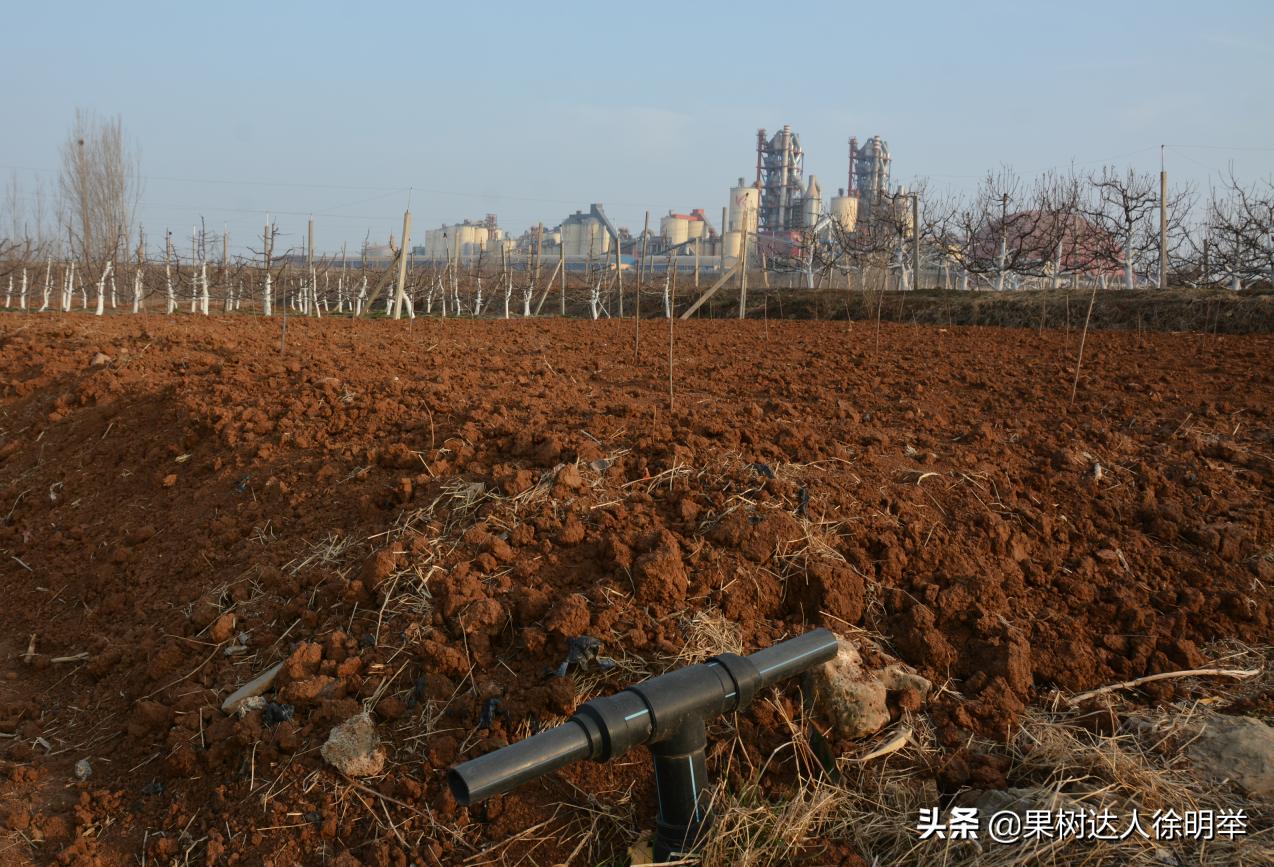 大樱桃种植技术与管理方法,大樱桃标准化