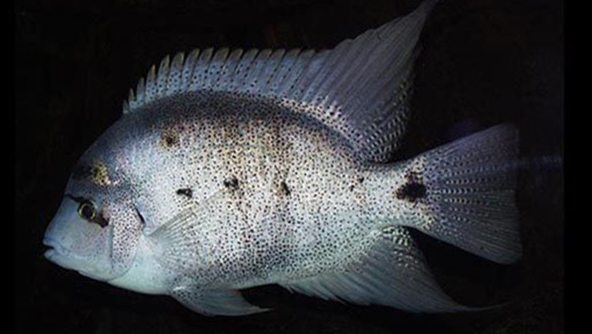 南美慈鲷,慈鲷有黑色的吗