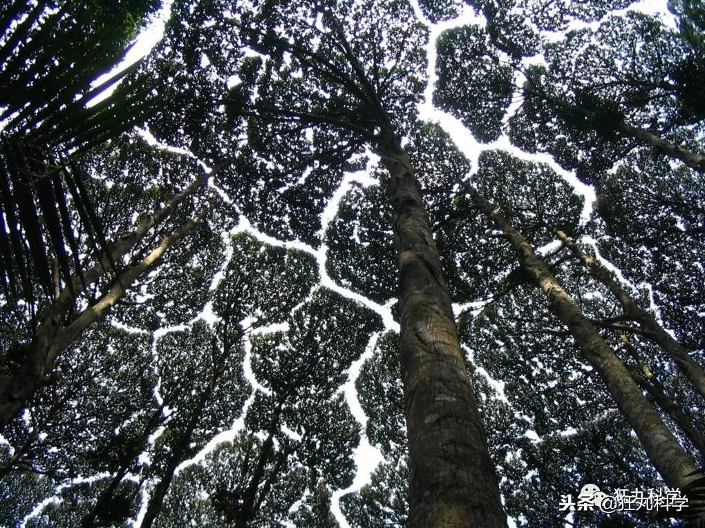 家里阳台上全是花草,家里阳台上的绿植