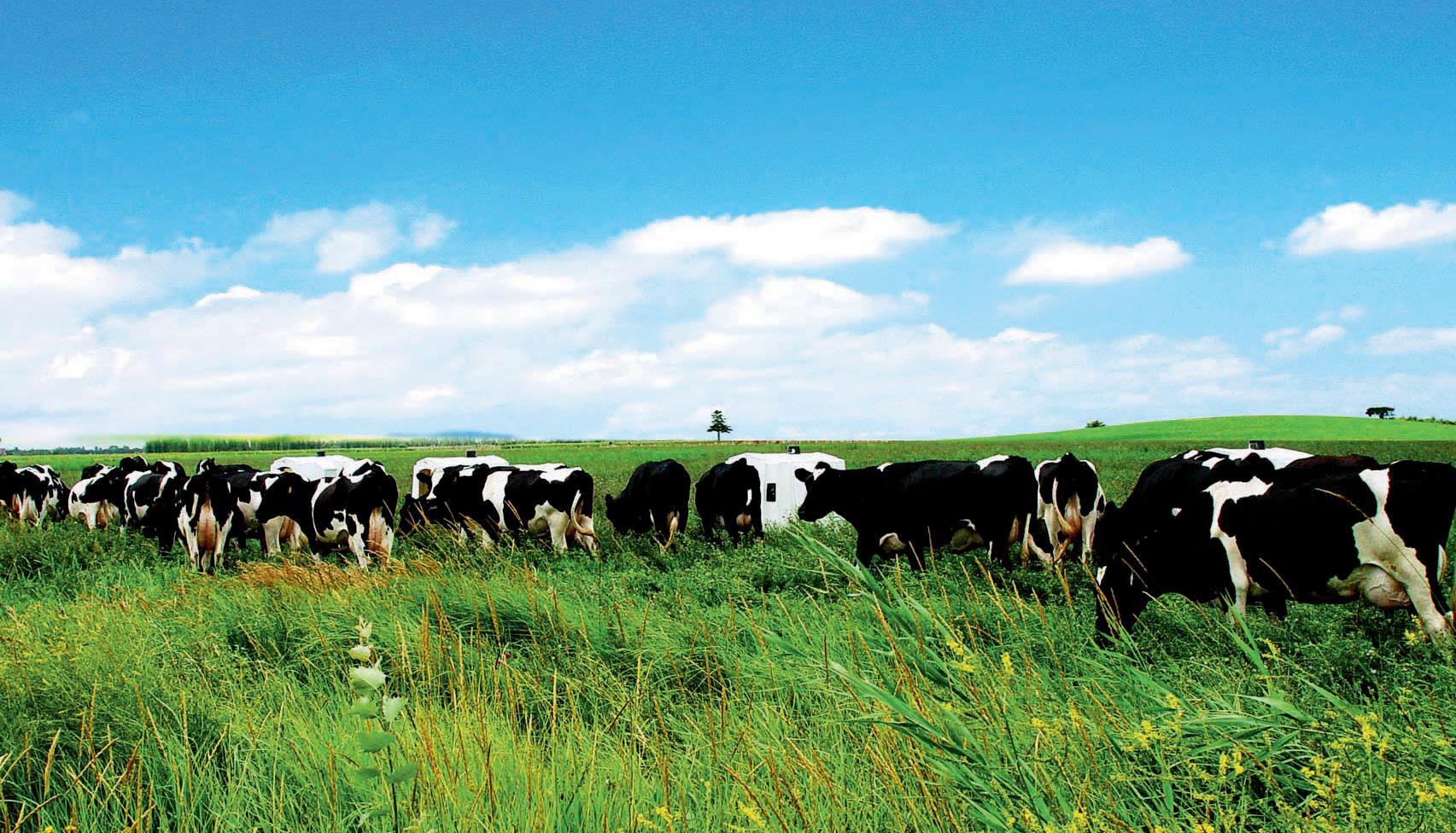 爱上内蒙古丨一杯好奶识草原