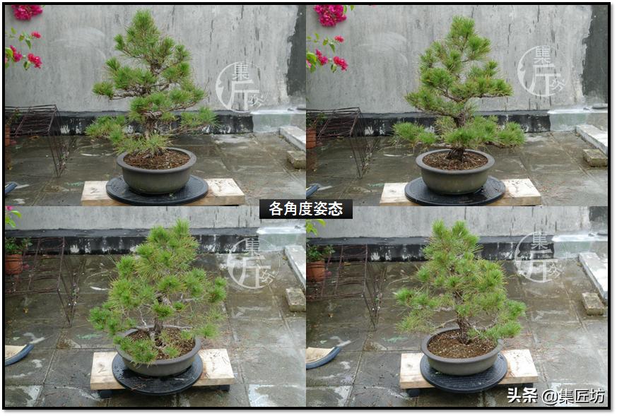 黑松盆景快速成型技术 (怎么让黑松盆景增粗变老不长高)