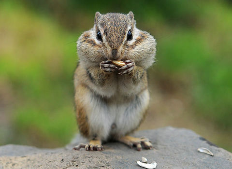 小松鼠饲养日常,新手如何饲养小松鼠