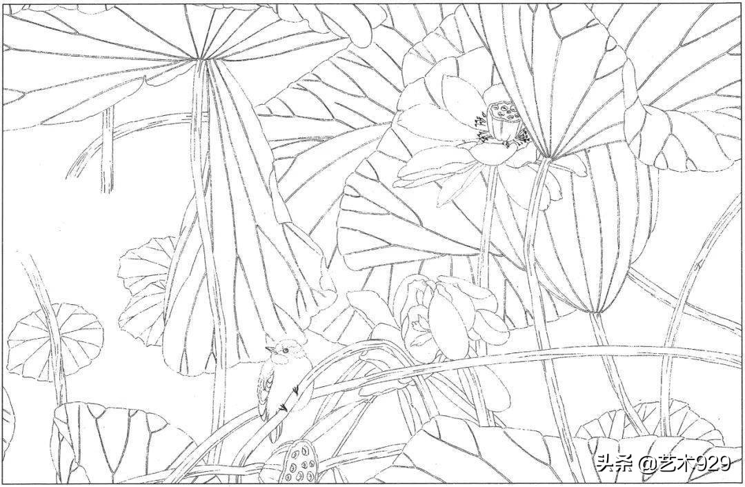 适合初学者的荷花白描画稿,荷花小品实用白描画稿