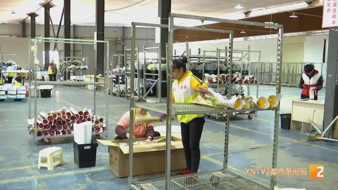 “现在收入基本上是翻了十倍！”花加以“花”为媒，助力花农走向新生活