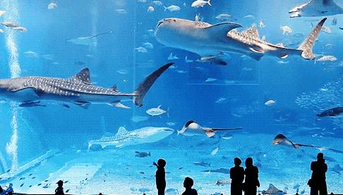 小梅沙海洋世界团购,小梅沙海洋世界和欢乐海岸海洋馆