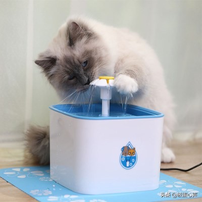 猫咪也有膀胱炎?独属于猫咪的“难言之隐”,该如何预防和解决?