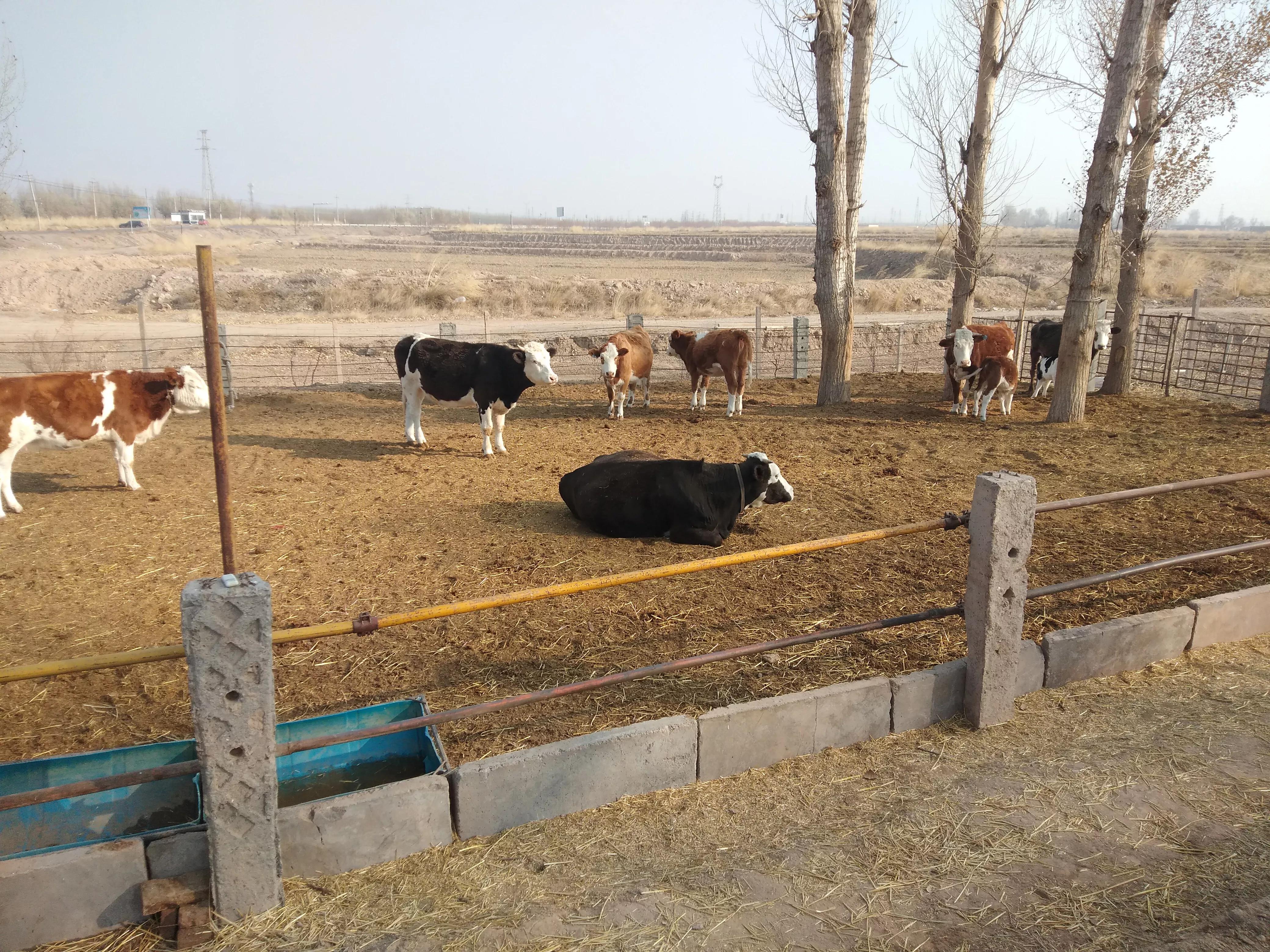 养牛10头母牛一年利润多少,养牛的利润一年有多少