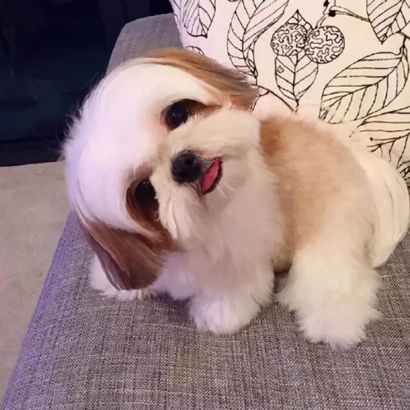 狗狗歪头卖萌,狗狗歪头杀的意思
