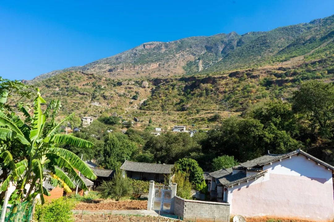 土蜂蜜的取蜜全过程,土蜂蜜取蜜全过程记录