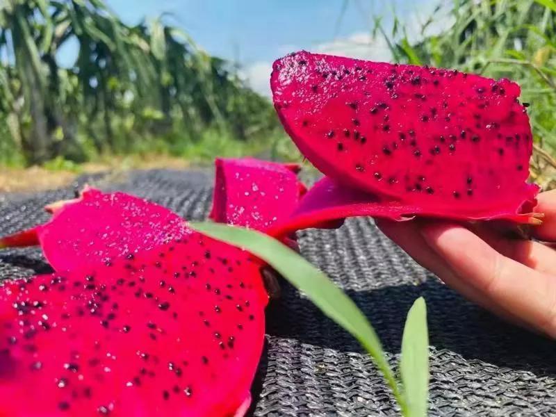 探访水果基地,海南水果王国