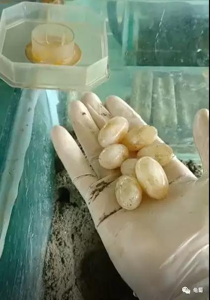 minimonster杭州,minimonster绘本