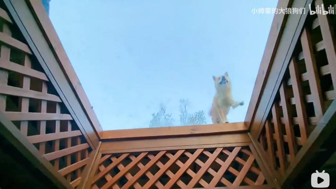 花三年建宠物乐园,花20万给狗打造乐园