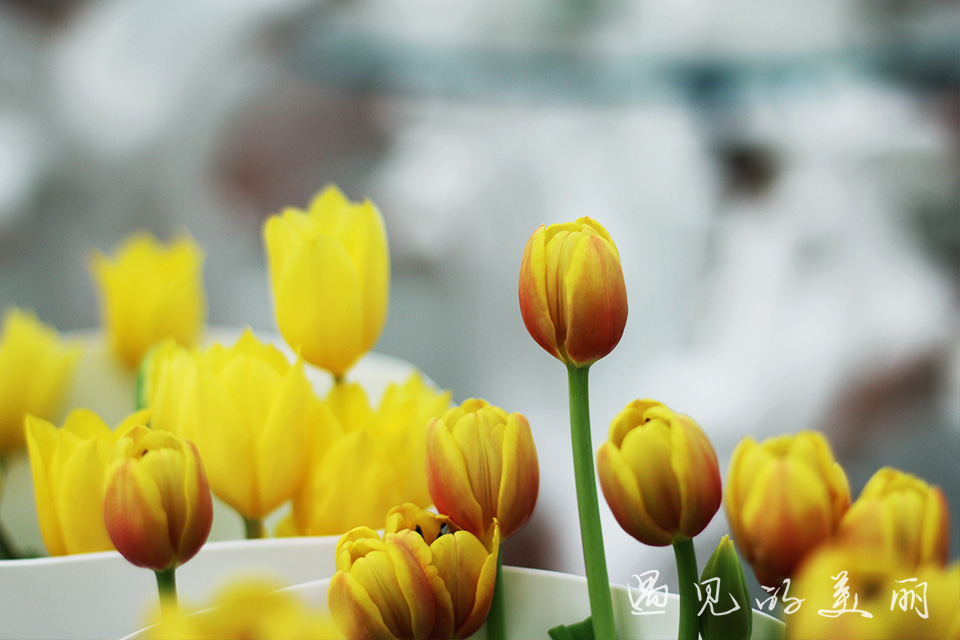 百万葵园有多坑,百万葵园免门票