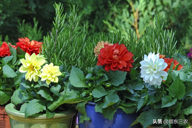 盆栽花卉土板结怎么办,花盆里的泥发白返碱怎么办