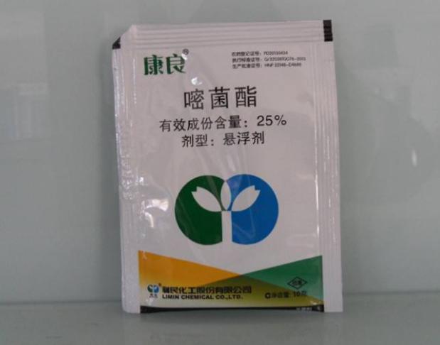 冰凌花带花苞盆栽,冰凌花盆栽种植方法