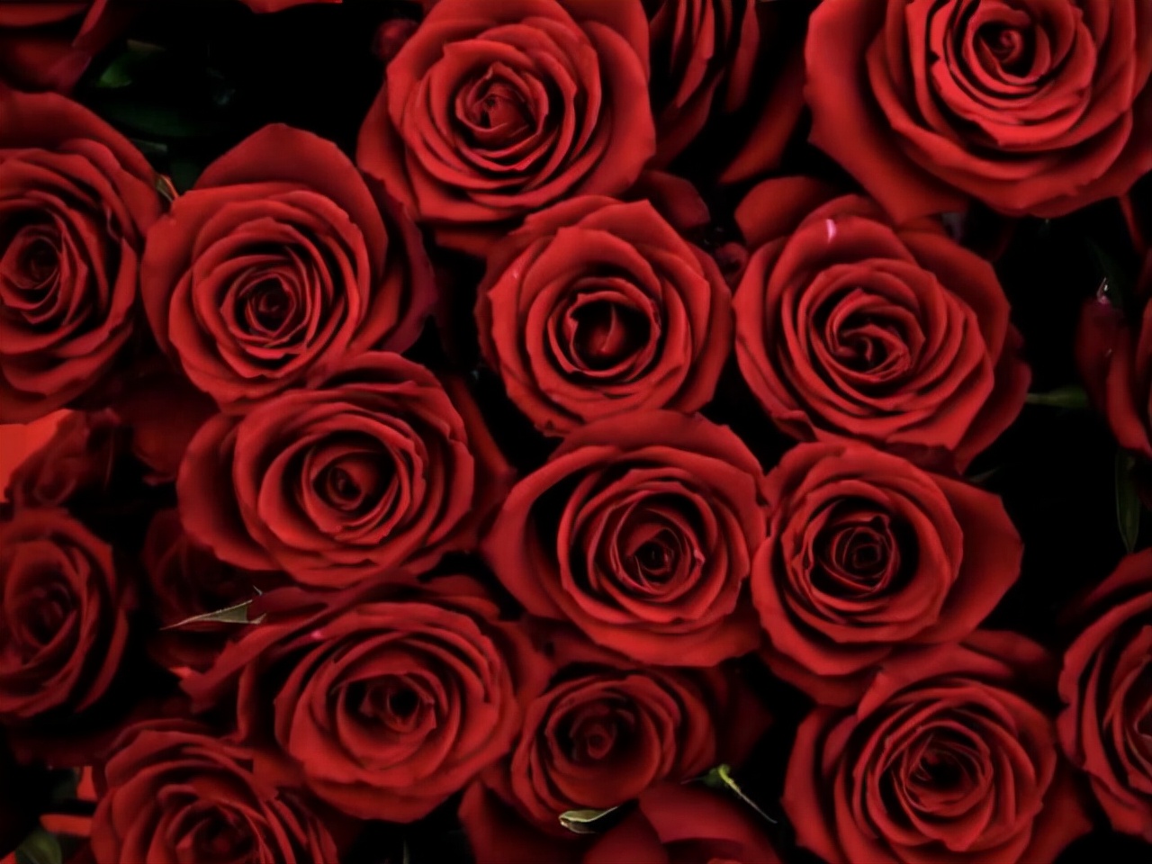 狮子座气质多少分,狮子座是一个特别好的星座