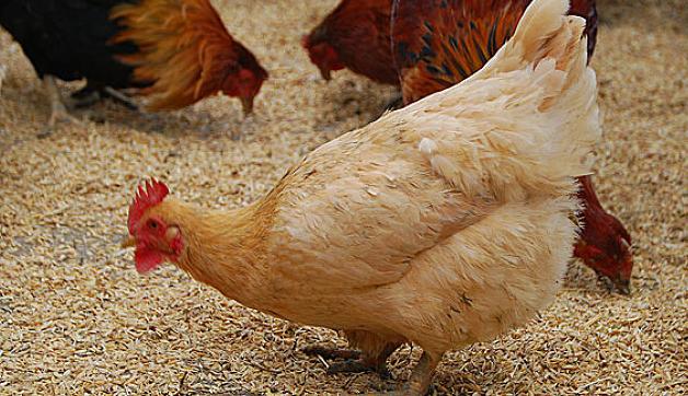 霉菌性胃炎吃什么药,鸡腺肌胃炎可以用制霉菌素吗