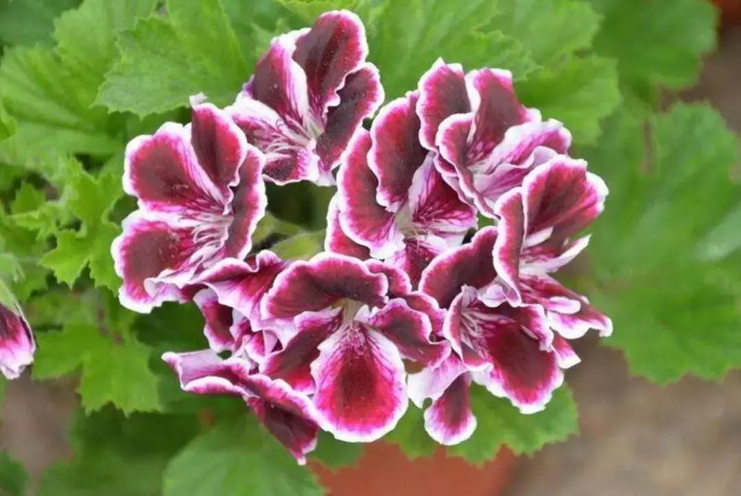 民宿除虫的方法,民宿杀虫灭蟑螂