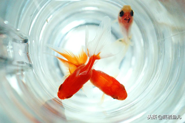 鱼眩晕怎么办呢,鱼腰偏头痛