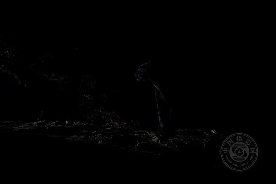 2022索尼世界摄影大赛自然类 (索尼世界摄影大赛自然组作品精选)