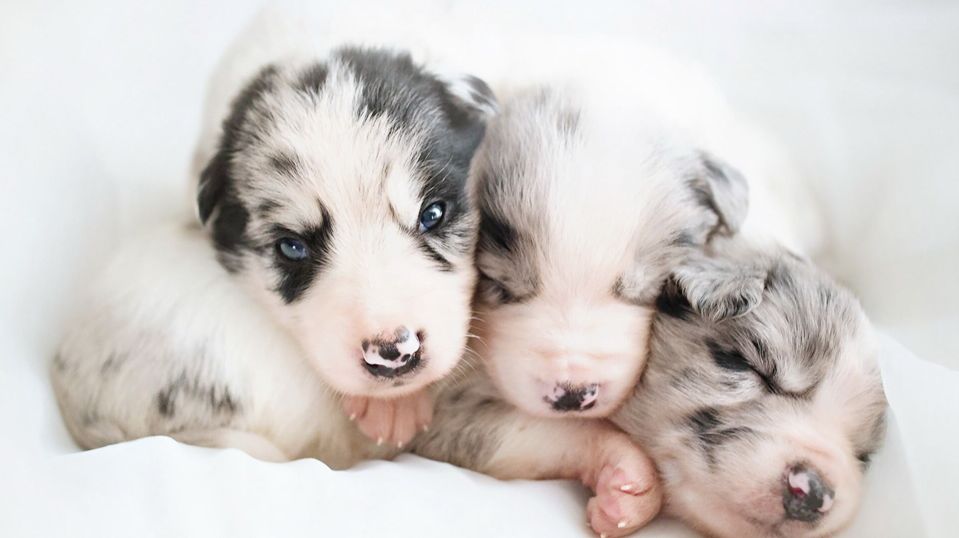 狗狗细小治愈后需要注意什么,狗狗分娩需要准备什么