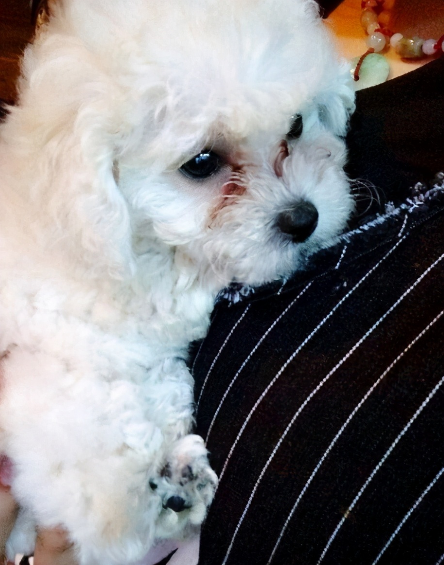 如何正确饲养比熊犬3大注意事项,养比熊犬要注意些什么