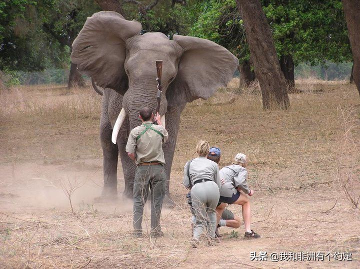 亿万富翁遭遇大象，苹果手机被踩爆碎成200块！人咋样了？