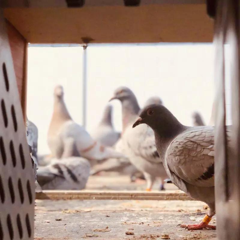 花1千多万买的鸽子,真的会有人花千万买赛鸽吗