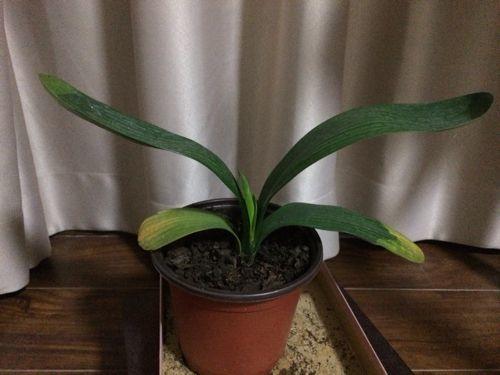 如何防止君子兰叶片晒伤,养了三年的君子兰有黄叶什么情况