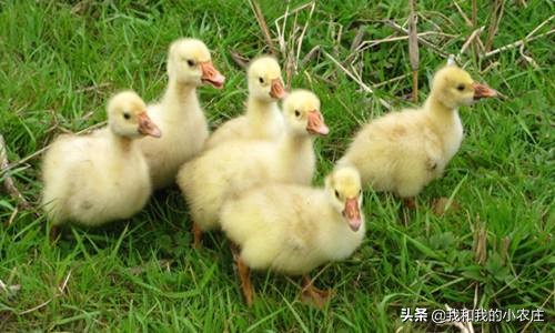 我的100天视频,养鹅100天攻略