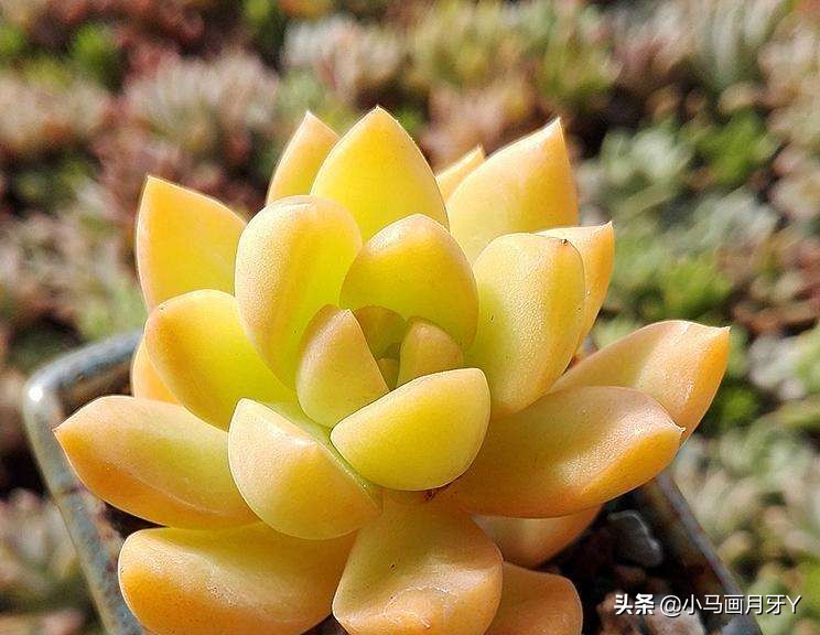 动物成语大集锦，和孩子们来场动物成语飞花令